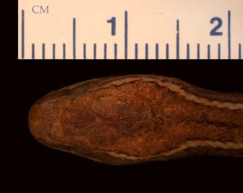 Media type: image;   Herpetology R-24983